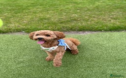 Cavapoo dogs for stud: Barnaby Holden  - Image 7