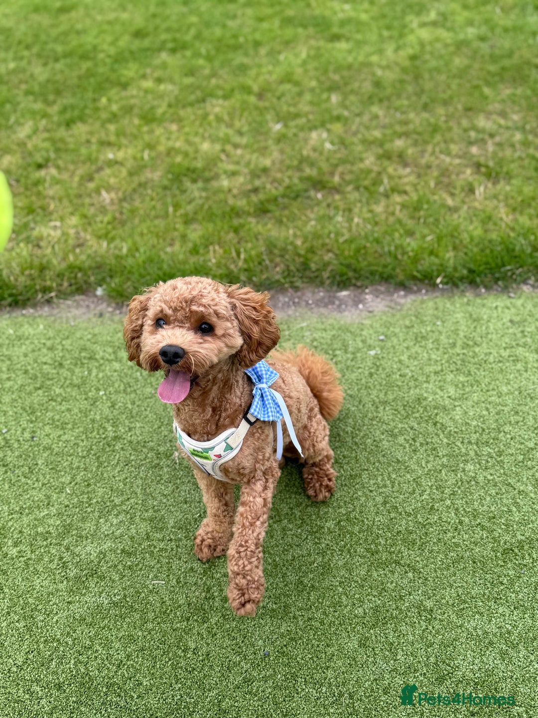 Cavapoo dogs for stud: Barnaby Holden  - Image 7