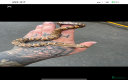 Snake reptiles for sale: Pink x white hypo false water cobras - Image 4