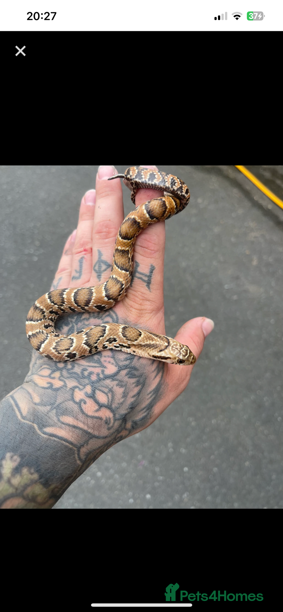 Snake reptiles for sale: Pink x white hypo false water cobras - Image 4