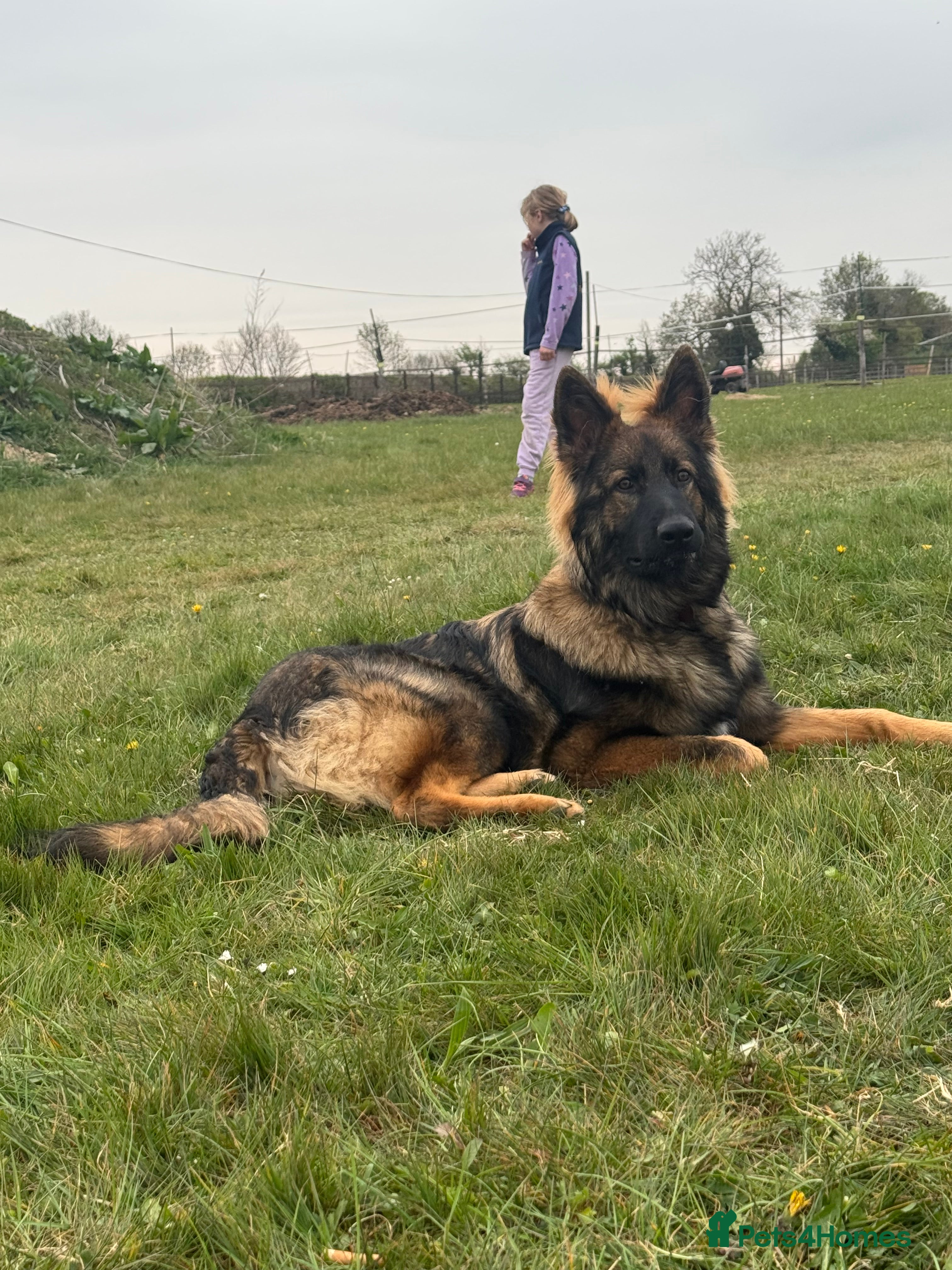 German Shepherd dogs For Stud - Advert 1