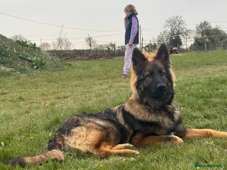 German Shepherd dogs For Stud - Advert 1