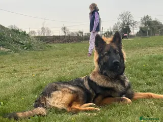 German Shepherd dogs For Stud - Advert 8