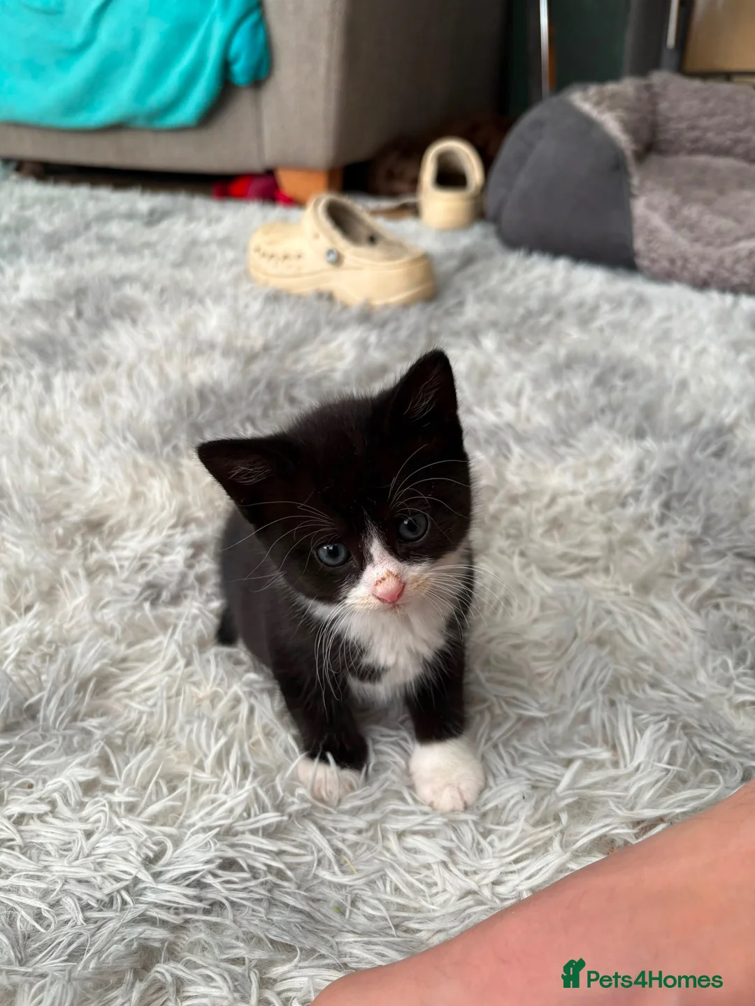 Mixed Breed cats for sale: Beautiful, Friendly Family Kittens - Advert 7