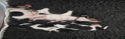 Fox Terrier dogs for sale: Beautiful wire fox terrier  - Advert 7