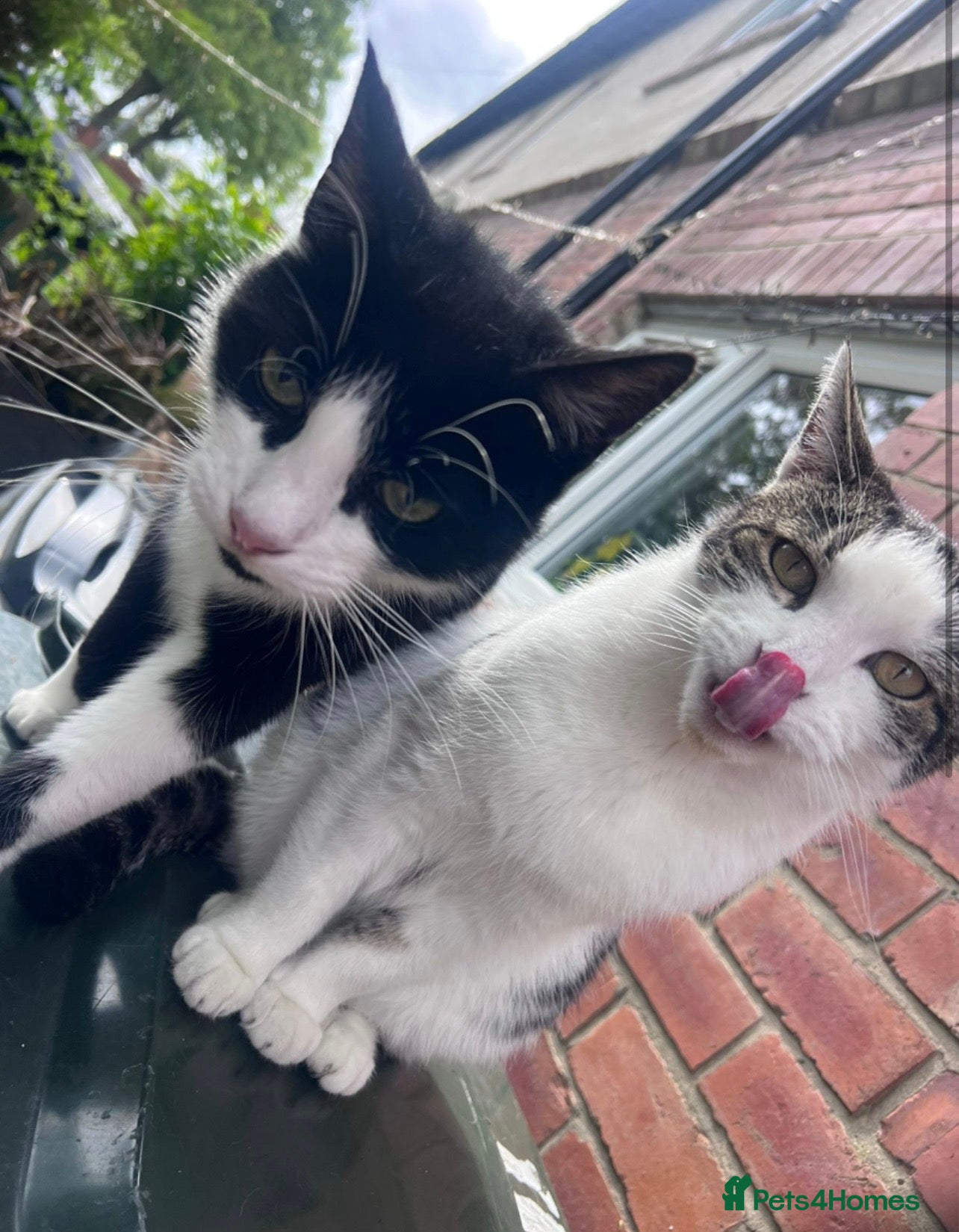 Mixed Breed cats 2 male cats  - Advert 2