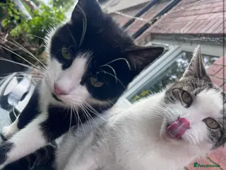 Mixed Breed cats 2 male cats - Advert 2