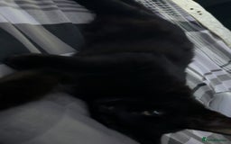 Mixed Breed cats for sale: Kitten for a good home  - Image 3