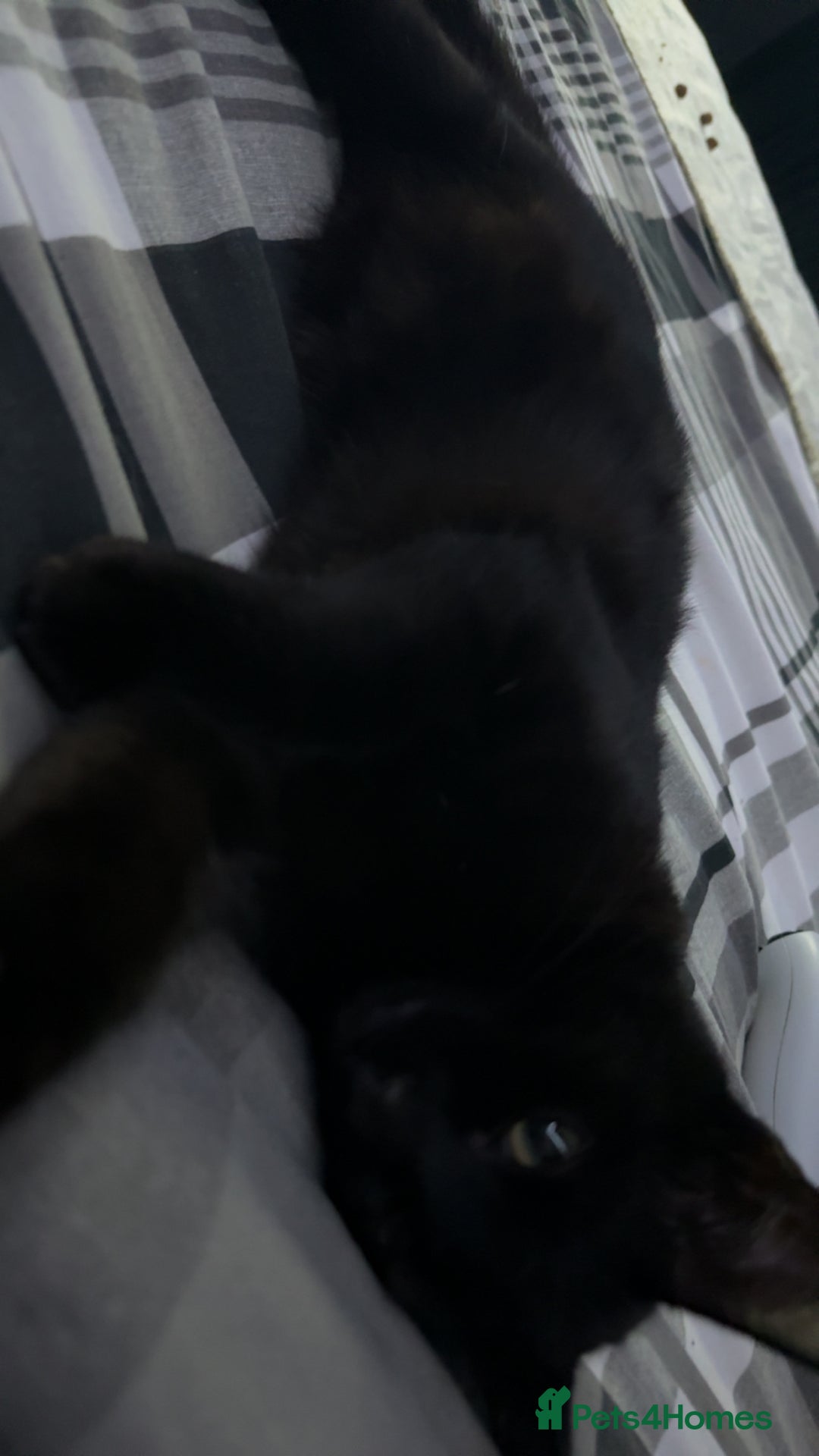 Mixed Breed cats for sale: Kitten for a good home  - Image 3