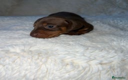 Miniature Dachshund dogs for sale: Blue eyed miniature dachshund puppies - Image 7