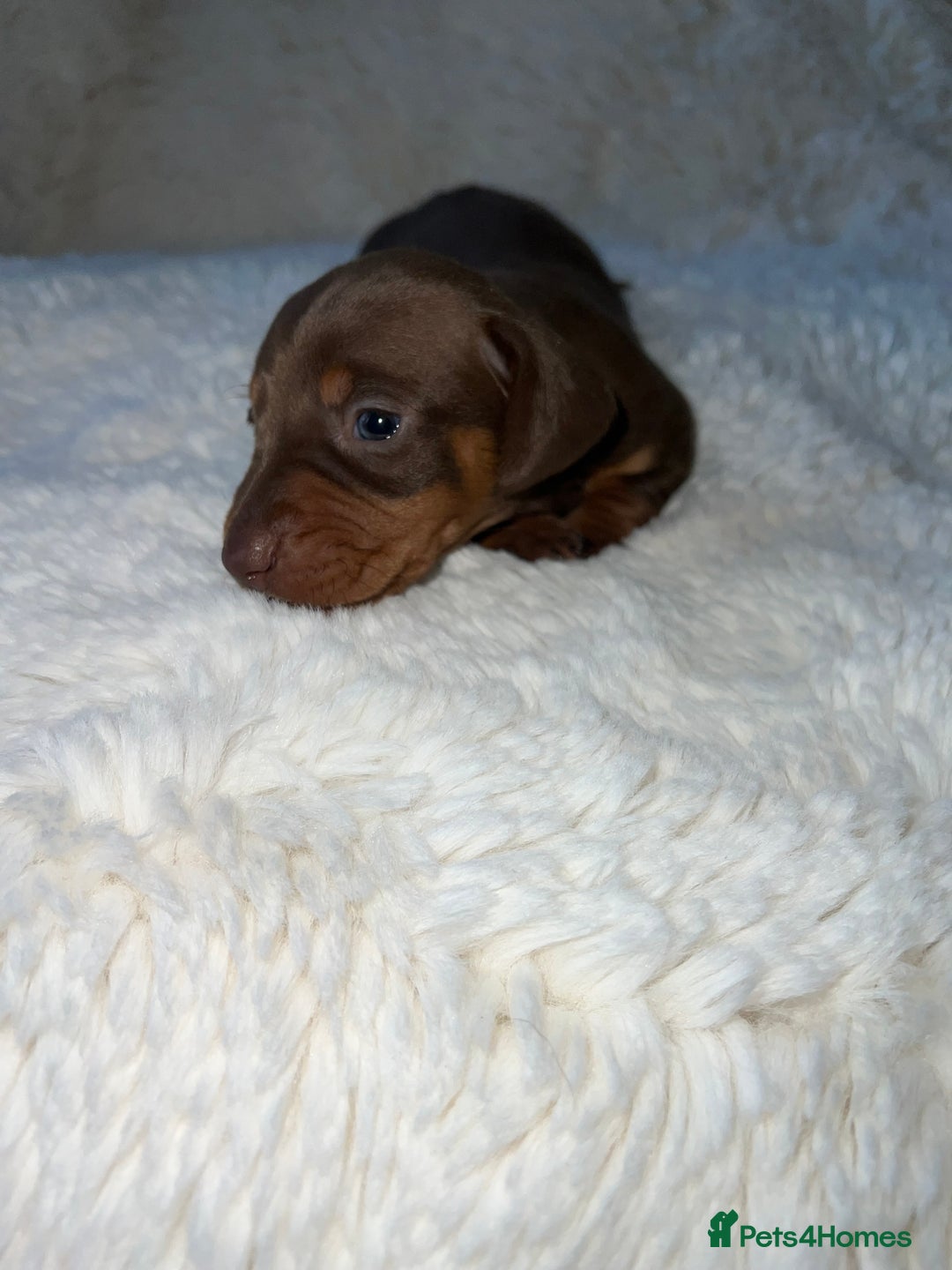 Miniature Dachshund dogs for sale: Blue eyed miniature dachshund puppies - Image 7