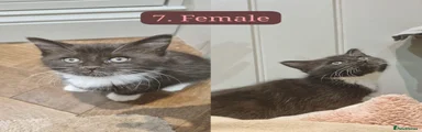 Maine Coon 7