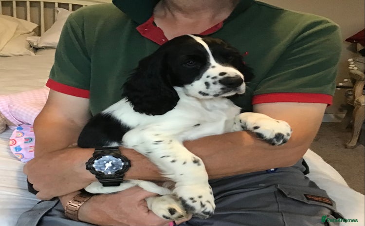 Cocker Spaniel dogs - Advert 6