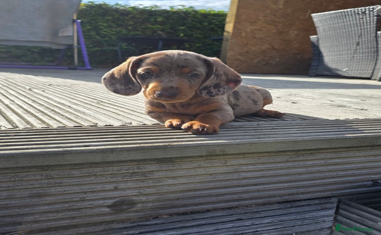 Miniature Dachshund dogs - Advert 9