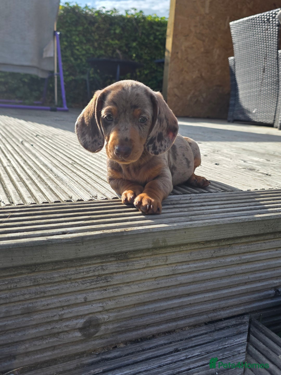 Miniature Dachshund dogs for sale: 3 left mini dachshund BOYS KC READY NOW   - Image 1