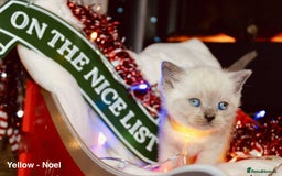 British Shorthair cats for sale: BSH Males and Females available  - Image 7