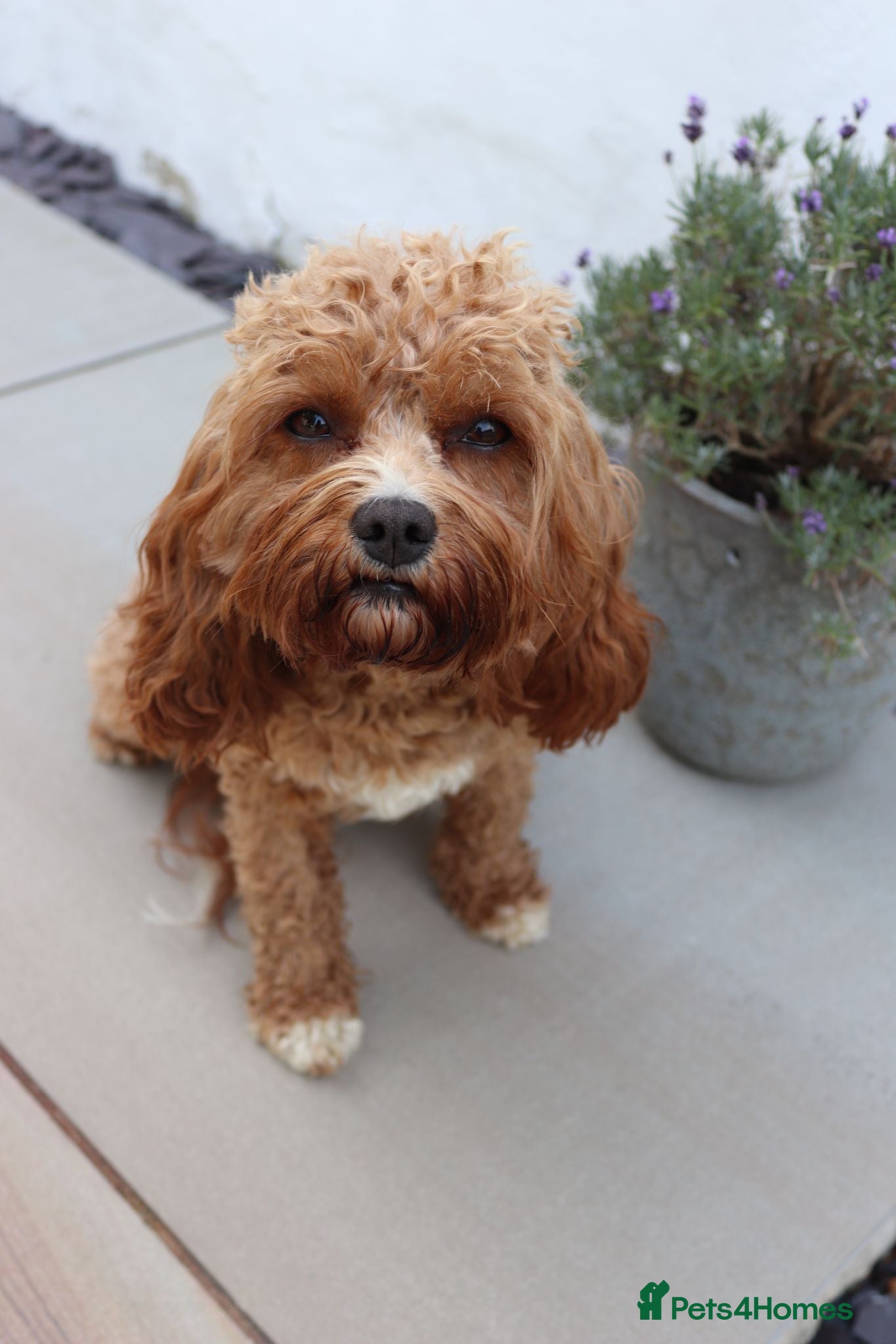 Cavapoo dogs F1 Cavapoo beautiful girl - Advert 2