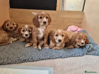 Mixed Breed dogs Cockapoo and Cavalier King Charles Spaniel mix - Advert 4