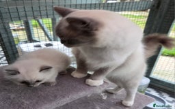 Ragdoll cats for sale: 1 Beautiful Female Ragdoll - Image 2