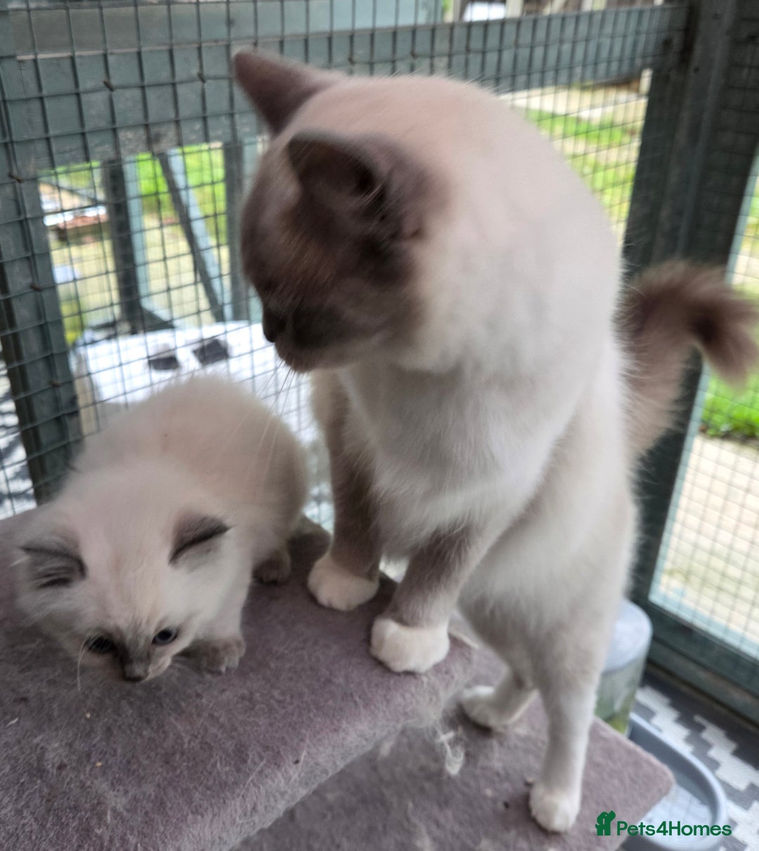 Ragdoll cats for sale: 1 Beautiful Female Ragdoll - Image 2