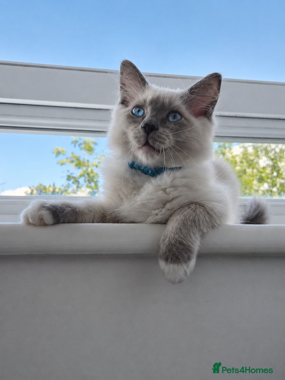 Ragdoll cats 🐾 Ragdoll Kittens Ready now !  - Advert 14