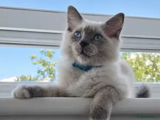 Ragdoll cats 🐾 Ragdoll Kittens Ready now ! - Advert 14