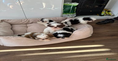 Shih Tzu dogs - Advert 9