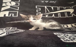 Mixed Breed cats for sale: Tabby/calico  - Image 18