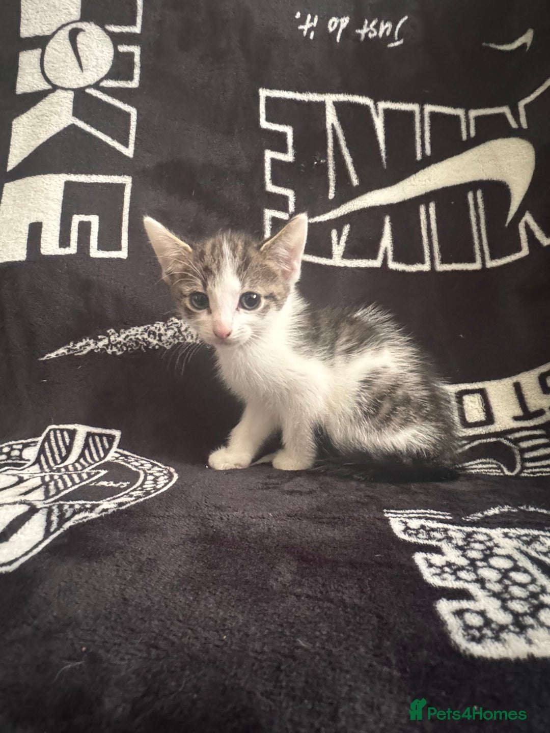 Mixed Breed cats for sale: Tabby/calico  - Image 18