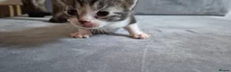 Mixed Breed cats for sale: Amazing family kittens - Advert 35