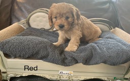 Cavapoo dogs for sale: Outstanding F1 Apricot Cavapoo puppies  - Image 16
