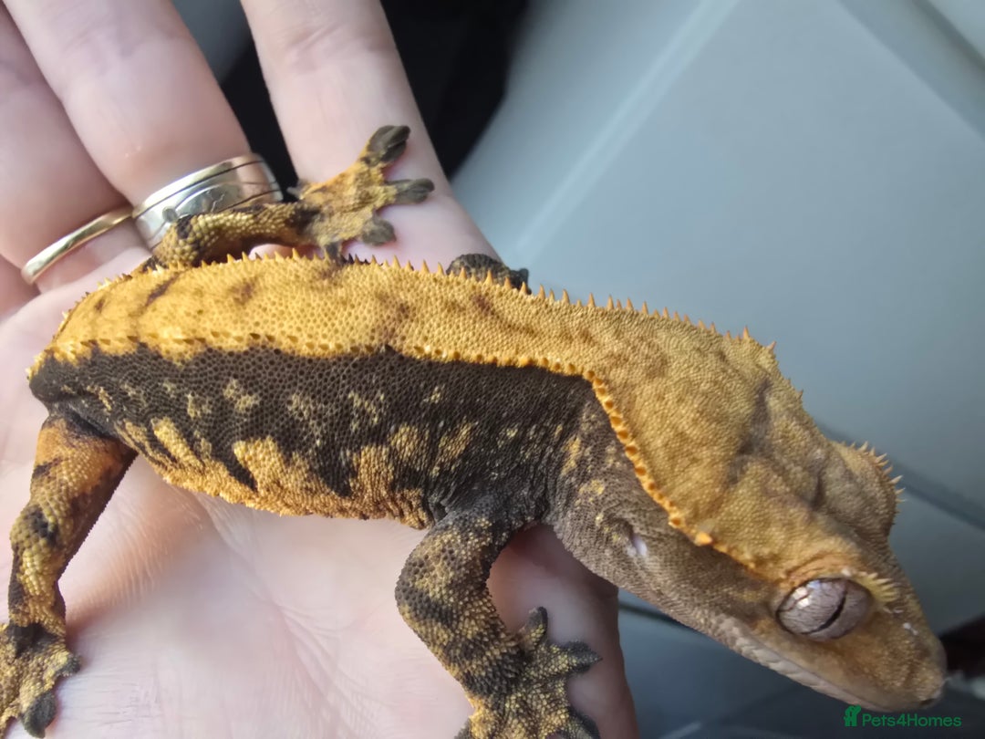 Gecko reptiles for sale: Male Cappuccino crested gecko - Advert 4