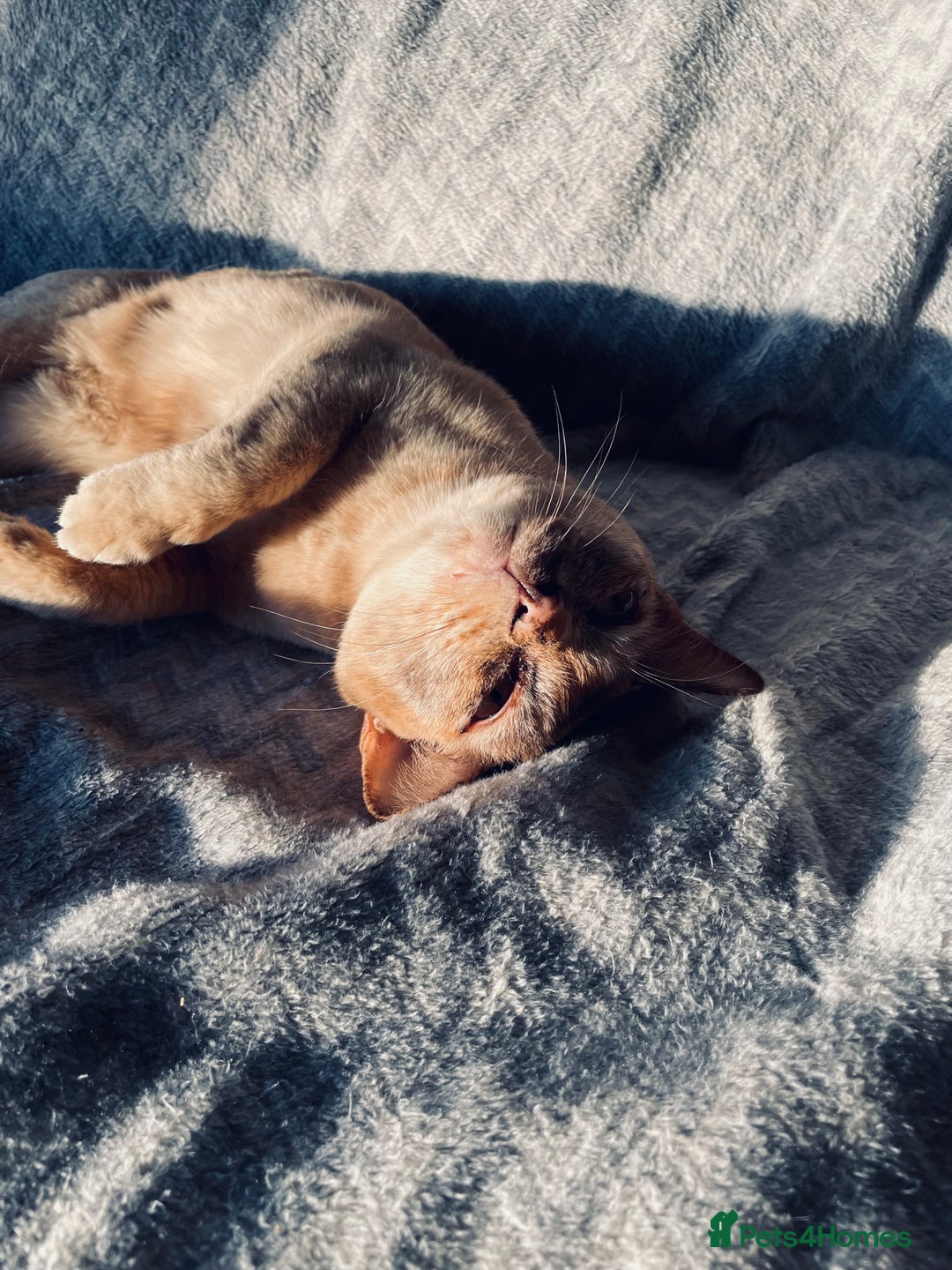 Burmese cats for sale: Cookie - Image 6
