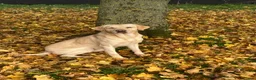 Labrador Retriever dogs for sale: Beautiful bouncy yellow Labrador puppies - Advert 4