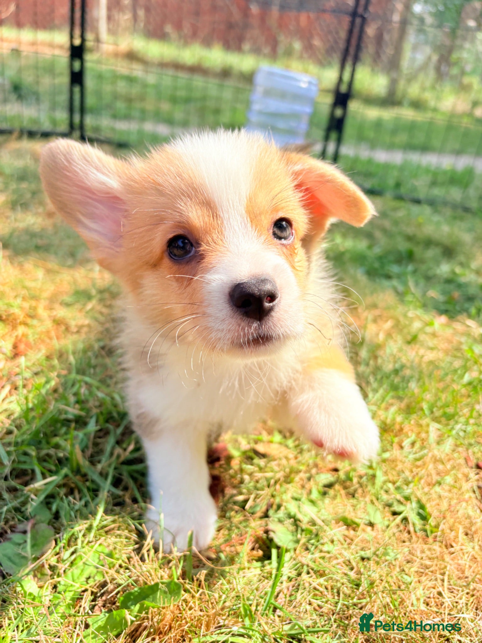 Welsh Corgi Pembroke dogs Welsh corgi (Pembroke) puppies - Advert 2