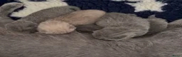 British Shorthair cats for sale: 🏆Exceptional GCCF Registered BSH Kittens🏆 - Advert 6