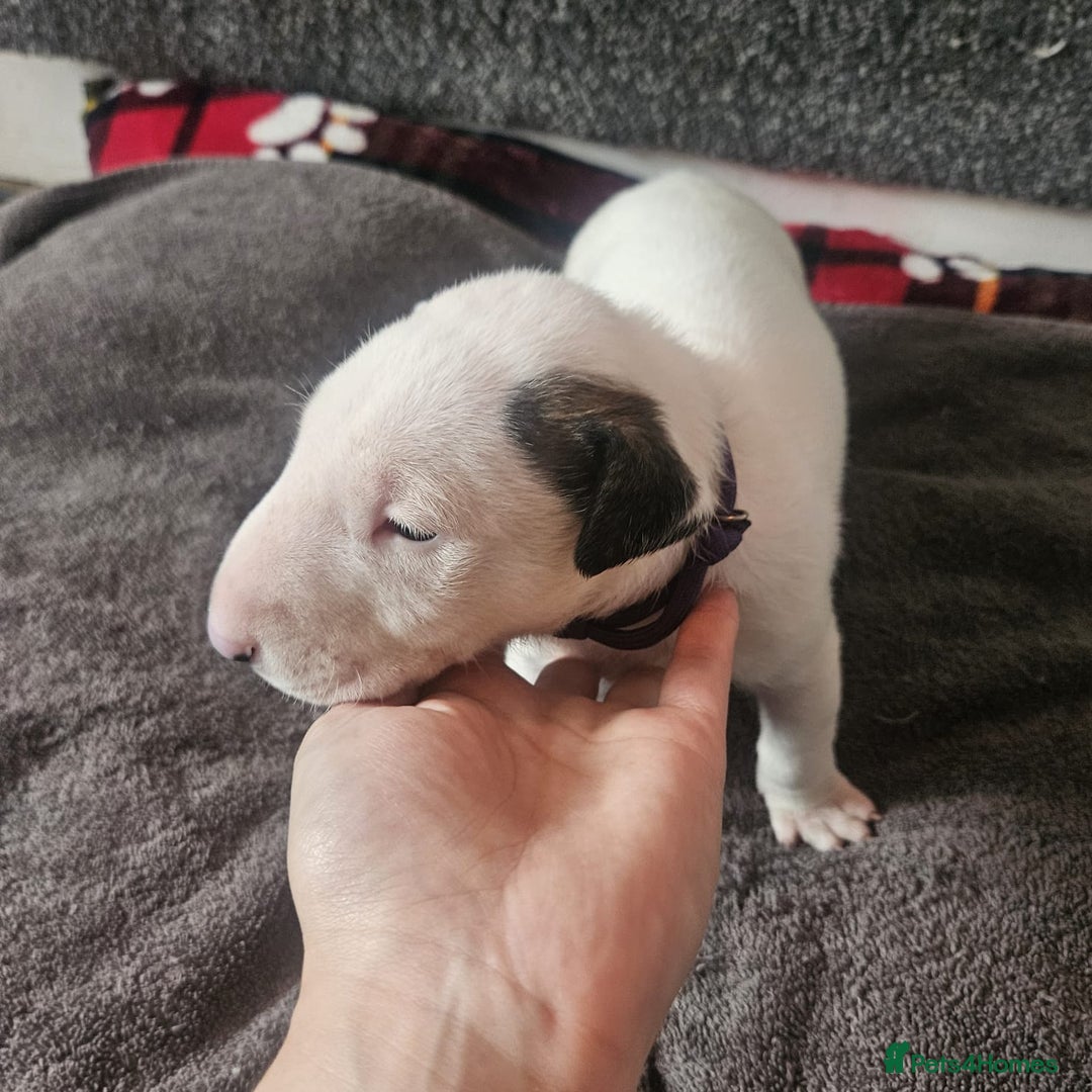 English Bull Terrier dogs for sale: Top Quality English bull terriers! - Advert 14