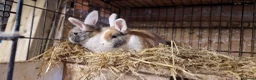 Mini Lop rabbits for sale: Gorgeous, friendly, ginger mini lop boys ready now - Advert 17