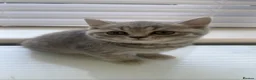 Scottish Fold cats for sale: Scottish Fold x British Shorthair Kittens  - Advert 4