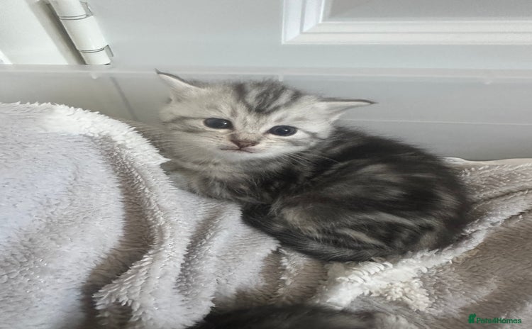 Persian cats - Advert 1