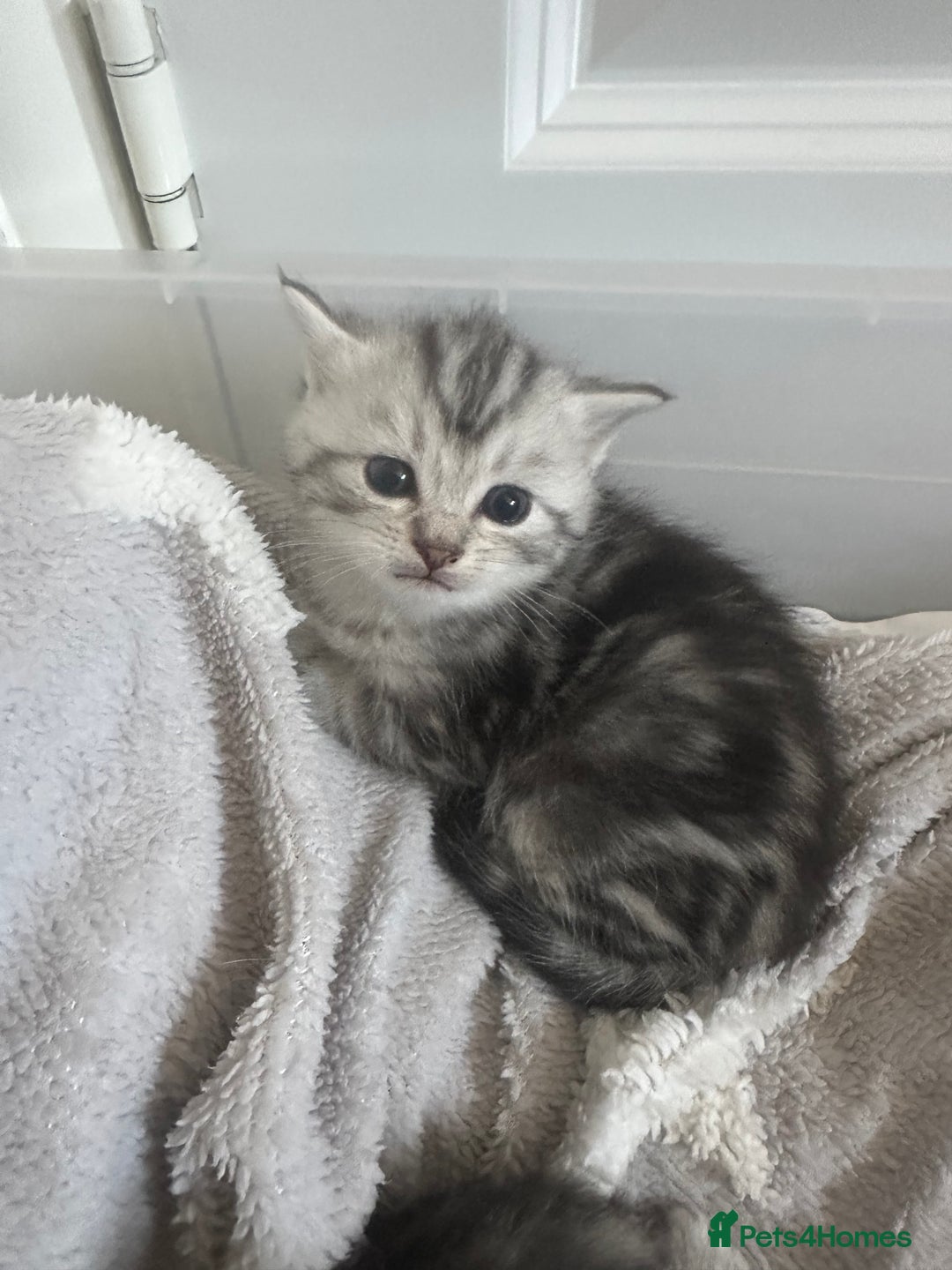 Persian cats for sale: Persian chinchillas kittens - Image 1