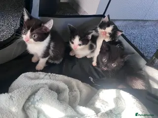 Mixed Breed dogs Ready now Beautiful playful kittens - Advert 1