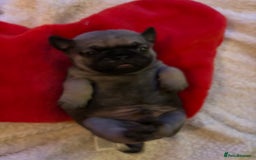 Pug dogs for sale: Pug puppies - Advert 12