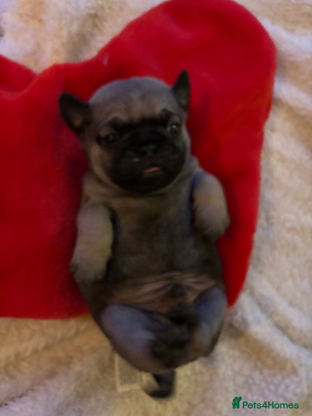 Pug dogs for sale: Pug puppies - Advert 12