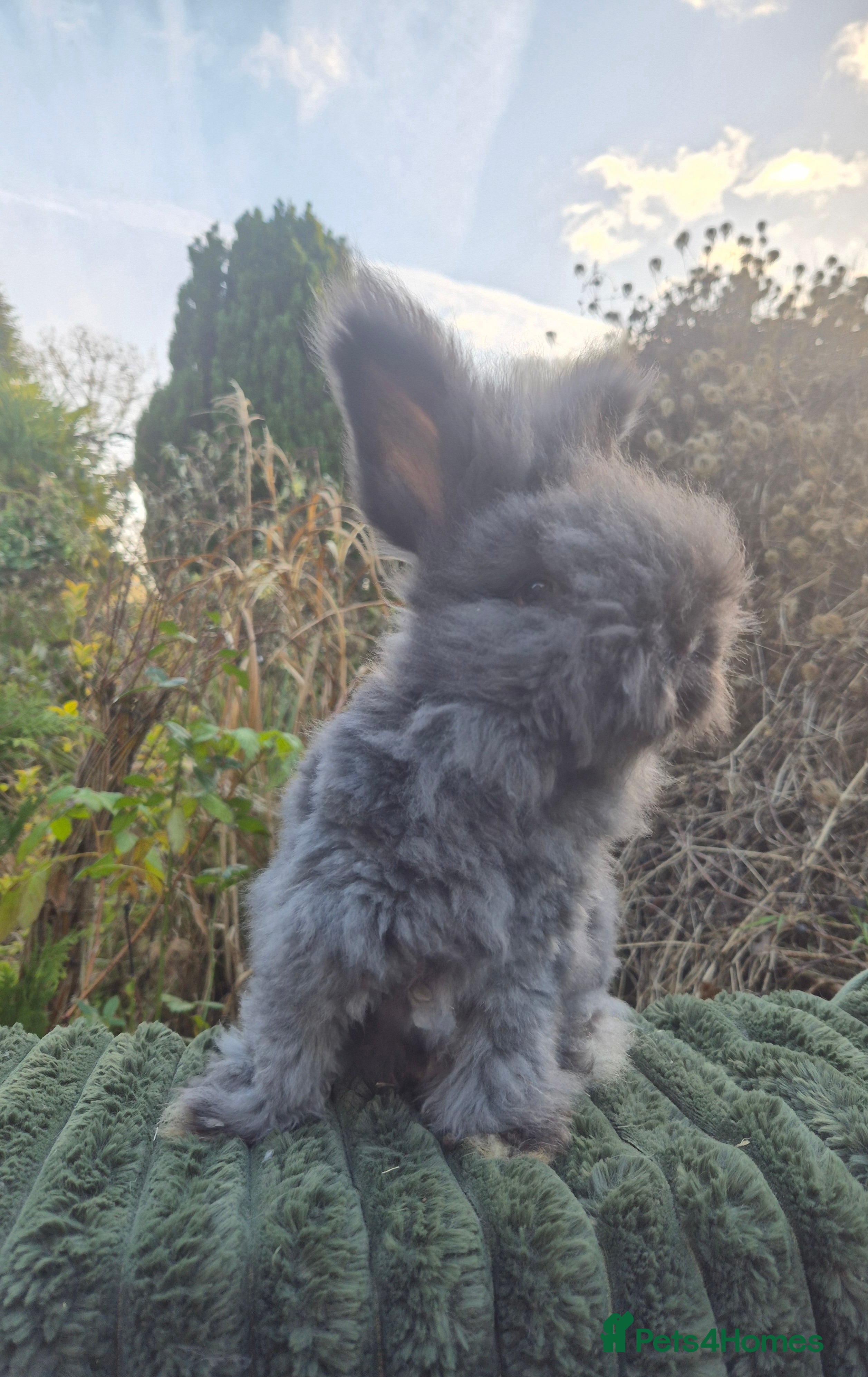 Angora rabbits 🖤 BOYS READY NOW- FULL FACED ANGORA 🖤 - Advert 1