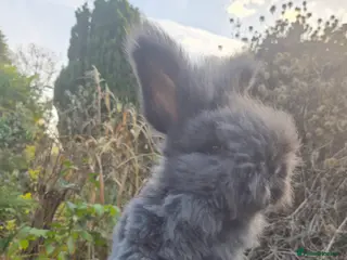 Angora rabbits 🖤 BOYS READY NOW- FULL FACED ANGORA 🖤 - Advert 1