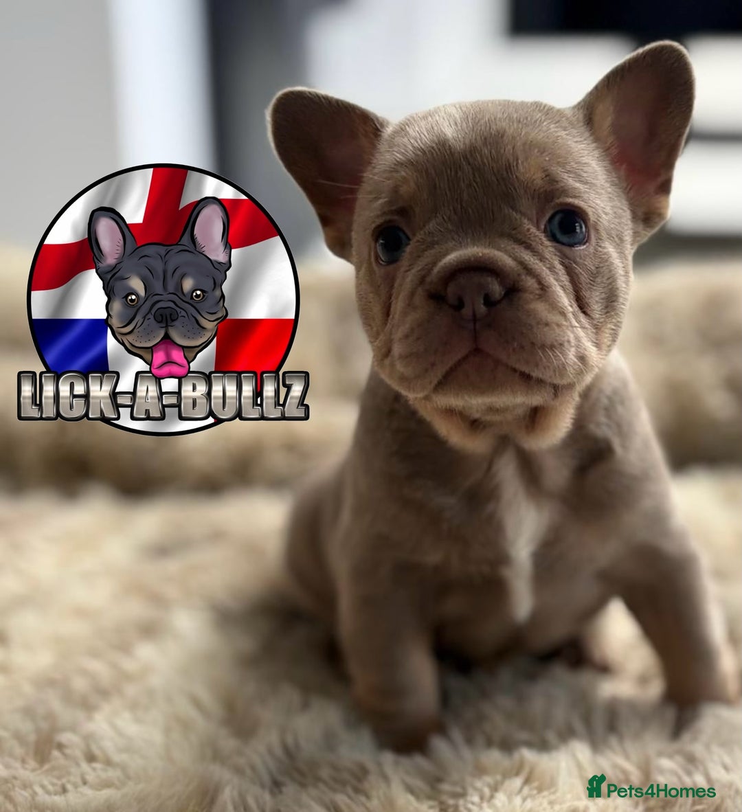 French Bulldog dogs for sale: Exclusive French bulldog puppies  - Image 9