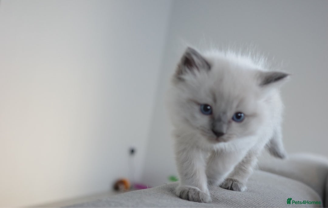 Ragdoll cats for sale: Splendid perfect Ragdolls for your love oness - Advert 7