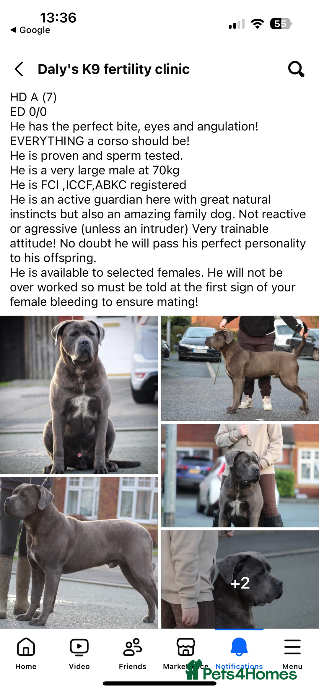Mixed Breed dogs for sale: HUGE “TRI” MERLE CANE CORSO PUPPIES FOR SALE - Image 19