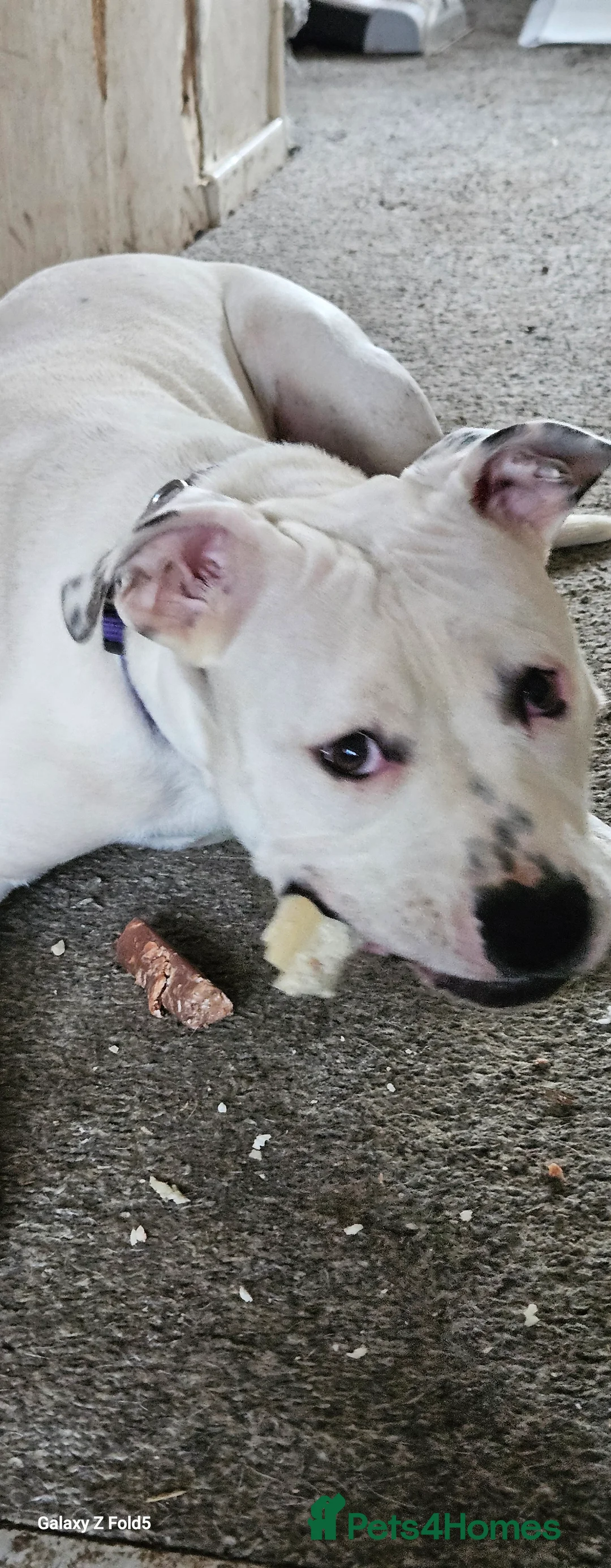 Mixed Breed dogs for sale: Angel - Advert 5